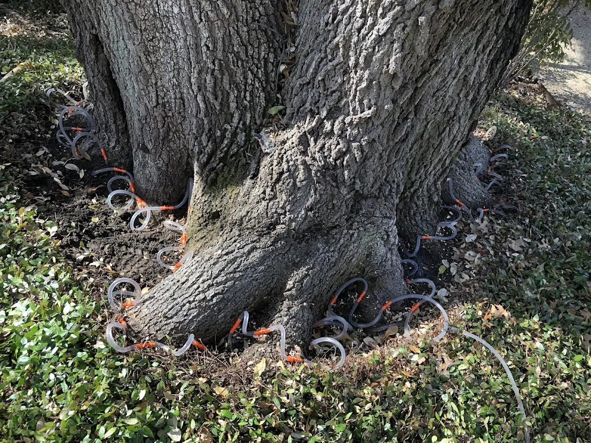 Detailed Tree Cabling and Bracing job site in Sturtevant