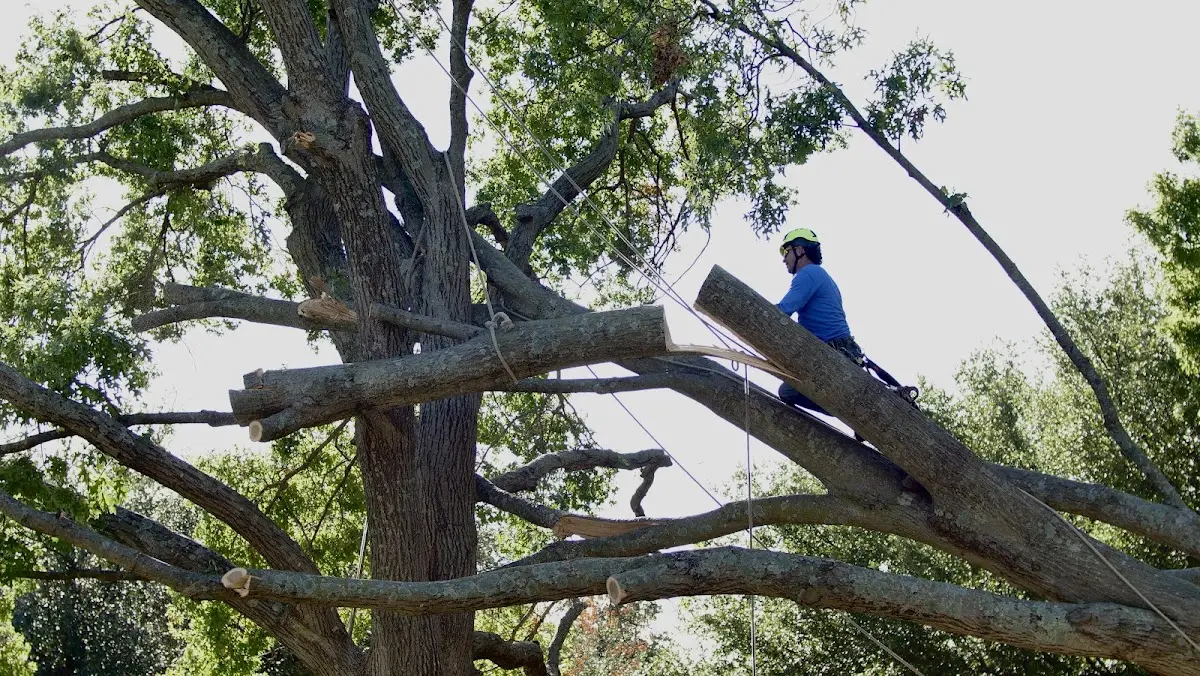 Professional Hazardous Tree Removal performed by certified arborists in Sturtevant