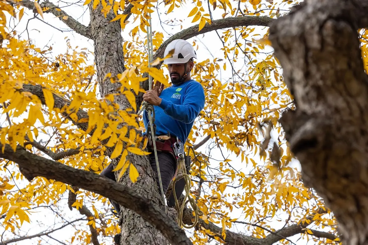 Skilled Tree Transplanting crew working in Sturtevant
